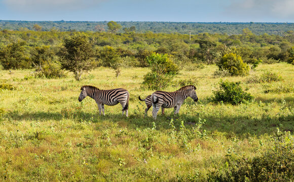 zebras in the kruger national reserve