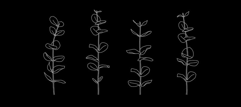 Line drawing of eucalyptus branches. Modern single line art. Vector illustration.