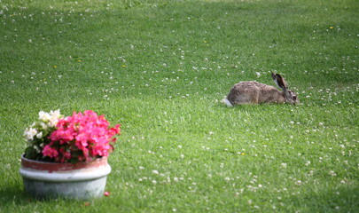 Brown hare in the meadow with a colorful flower pot