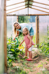 A young mother and her little daughter together water the plants in the greenhouse. Childhood, parenting, upbringing