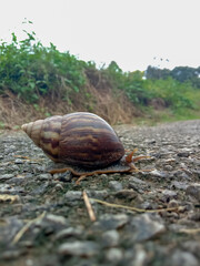Close up view snail on the stone