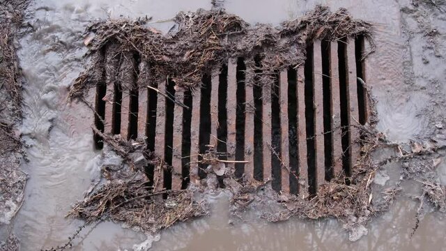 Sewer grate clogged with debris from foliage and pine needles during rain.