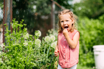 A little girl collects and eats berries in her garden in the summer on a sunny day