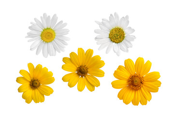 Set of five chamomile flowers white and yellow isolated on white background. Element for design. Blank for further use
