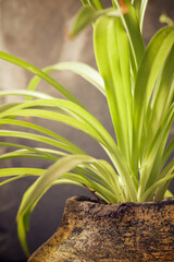 Obraz premium Close-up of a plant.