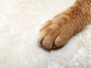 Ginger cat paw on the floor.  Copy space is on the right side. 