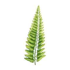 Green fresh fern leaf. Vintage vector hatching color hand drawn illustration