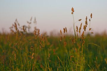 ears of grain at sunset in summer