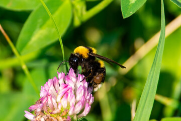 Bombus lucorum sit on flower.
white-tailed bumblebee in summer scene with natural green grass