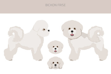 Bichon frise clipart. Different coat colors and poses set