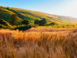 Wheat field in the valley on a background of green hills at sunset. Beautiful sunset. Fabulous landscape. 
