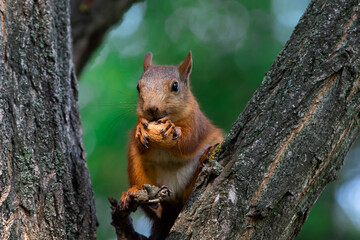 Red squirrel eat nuts on spring scene, Red squirrel sit on tree