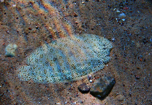  Flat fish or Moses sole – Pardachirus marmoratus. It belongs to the family Soleidae, inhabits sandy areas of coral reefs, its body color is similar to the sand and is example of excellent camouflage
