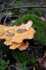 Yellow mushrooms in the autumn forest