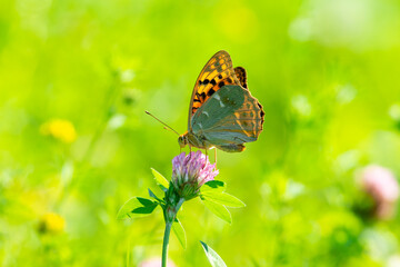 Argynnis pandora sit on summer flower. 
cardinal butterfly in beatiful green scene