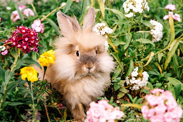 A small fluffy peach-colored rabbit sits entirely in carnation flowers and grass in summer in...