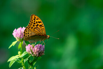 Argynnis pandora sit on summer flower. 
cardinal butterfly in beatiful green scene
