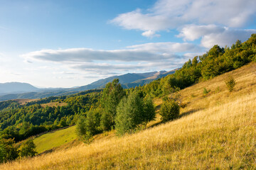 rural landscape in evening light. beautiful countryside scenery of carpathian mountains. trees, fields and meadows on the hills. september sky with fluffy clouds