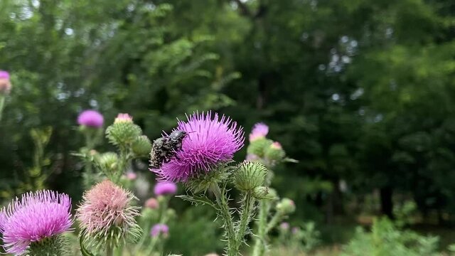A pair of beetles mates on a Silybum marianum flower, while a butterfly collects nectar on another flower.