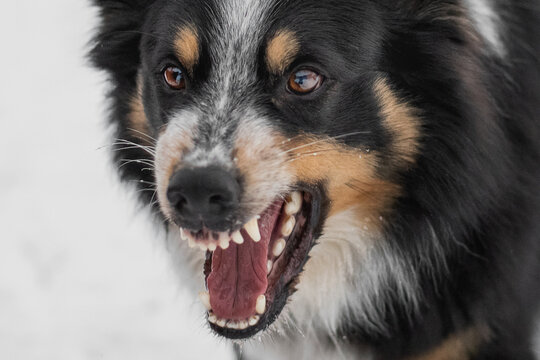 tri-colored australian shepherd shows its teeth while barking 
