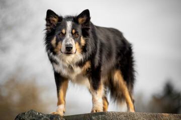 australian shepherd stands on a gallery and looks attentively 
