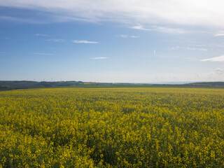 Blühendes Rapsfeld