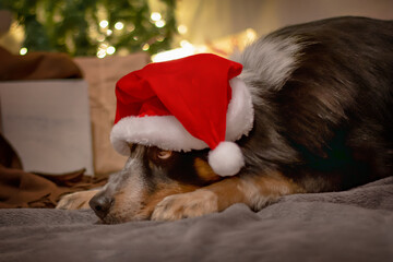 Australien shephard dog with christmas hat waiting for christmas evening
