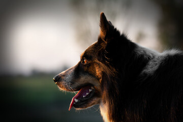 portrait of a tricolored Australian shepherd in the evening sunlight