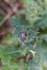 Thistle plant in the field. Onopordum Acanthium