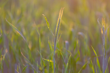 ears of grain at sunset in summer