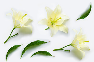 Flower composition of delicate flowers lily.