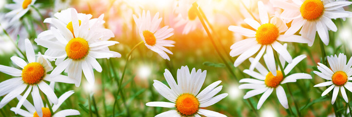 White bright daisy flowers on a background of the summer landscape.