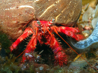 Dardanus calidus - hermit crab with the sea anemone in Adriatic Sea near Hvar island, Croatia
