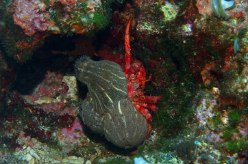 Dardanus calidus - hermit crab with the sea anemone in Adriatic Sea near Hvar island, Croatia

