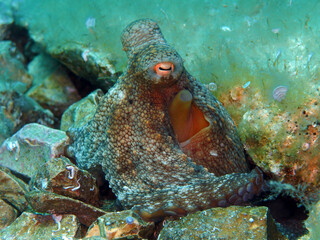 Common octopus in Adriatic sea, Croatia

