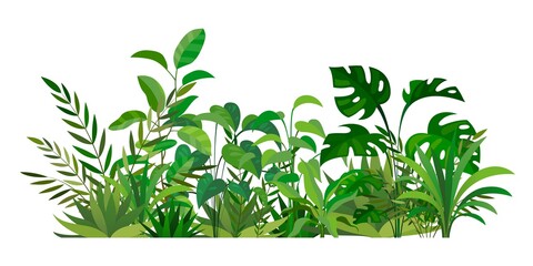 Herbal green decor. Beauty nature ferns and herbs. Tropical greenery with leaves and stems. Summer forest meadow plants. Natural botanical decoration. Vector wild field illustration