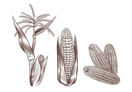 Hand drawn vintage corn. Cereal plants sketch drawing. Agriculture harvest. Maize cobs, stalk with leaves and flower. Grain food cultivation. Isolated sweetcorn set. Vector farming crop