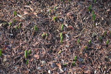 sprout