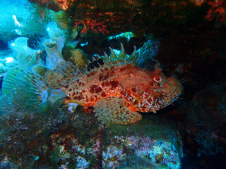 Scorpionfish in Adriatic sea, Croatia
