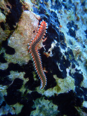 Bearded fireworm in Adriatic sea, Croatia
