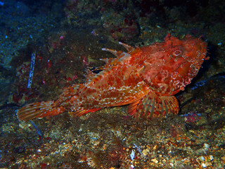 Naklejka na ściany i meble Scorpionfish in Adriatic sea, Croatia 