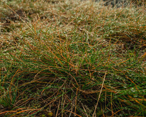 Field of grass during sunset