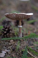 Mushrooms in the autumn forest
