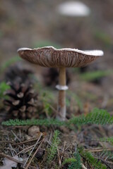 Mushrooms in the autumn forest
