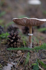 Mushrooms in the autumn forest