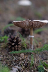 Mushrooms in the autumn forest