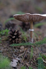 Mushrooms in the autumn forest