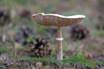 Mushrooms in the autumn forest