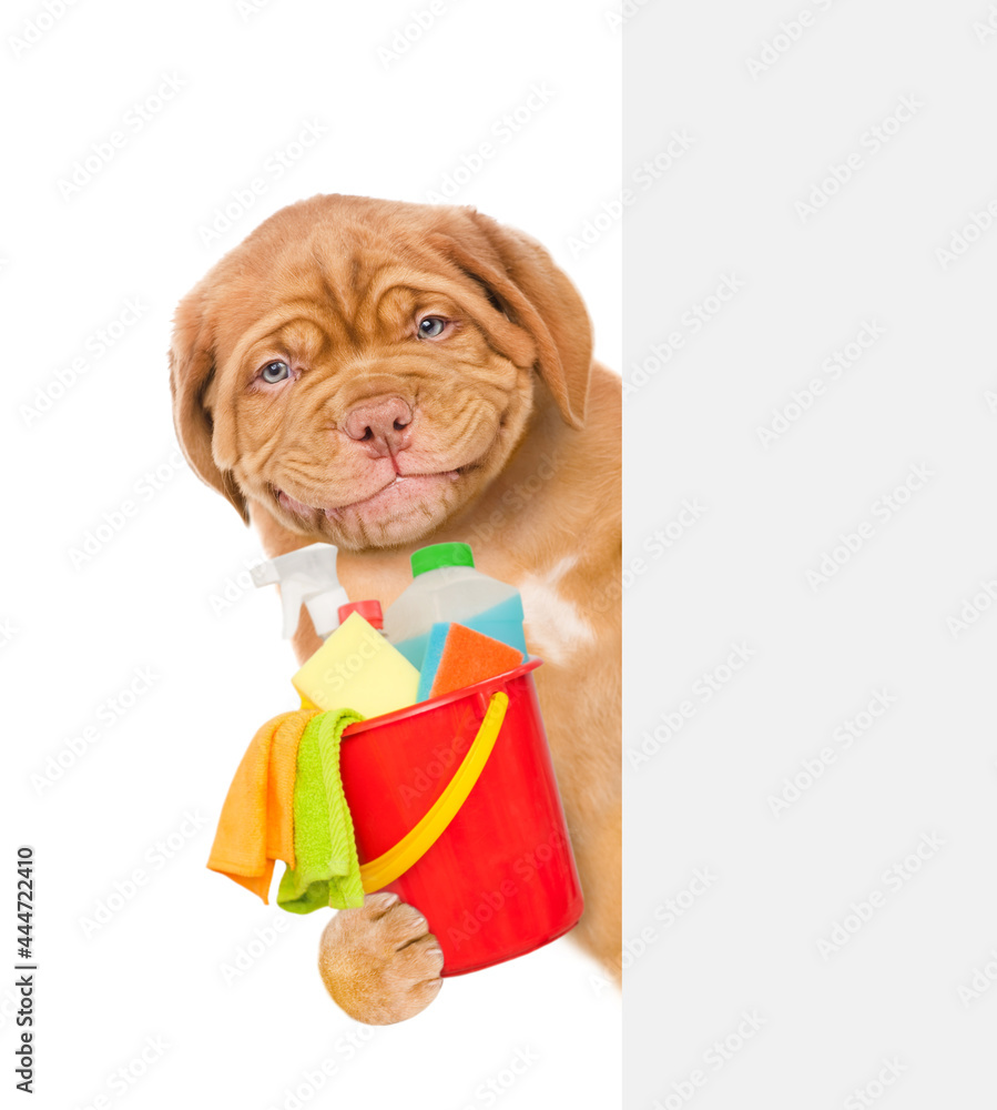 Poster cleaning concept. smiling puppy holds bucket with washing fluids and rags in paws above empty white 