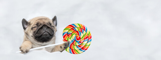 Pug puppy sleeps with  colorful candy under white warm blanket on a bed at home. Top down view....